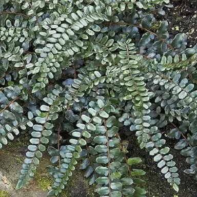 pellaea-rotundifolia-