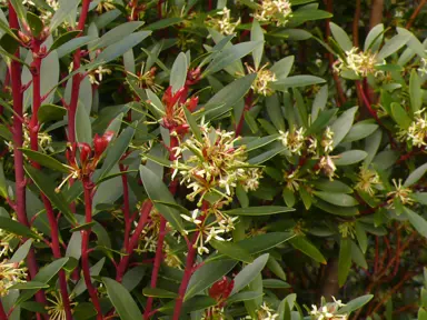 Tasmannia lanceolata plant with red stems, green foliage, and cream flowers.