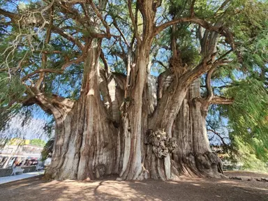 Taxodium mucronatum tree with a large trunk.