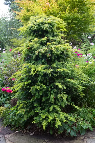 Taxus baccata Dovastonii Aurea tree.