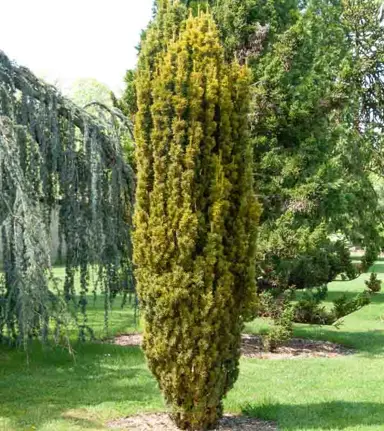 Taxus baccata 'Fastigiata Aurea' tree.