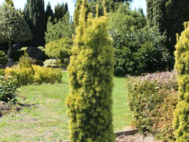 taxus-aureomarginata-