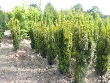 taxus-aureomarginata-1