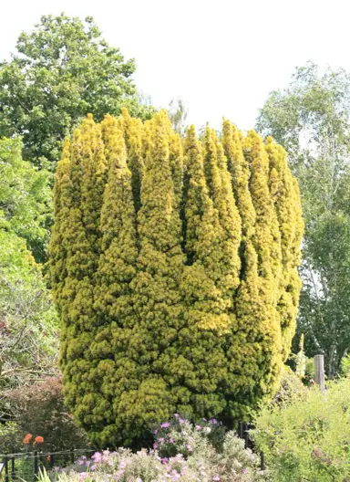 taxus-aureomarginata-3