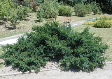 Taxus baccata Repandens shrub.