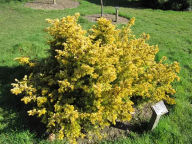 Taxus baccata Semperaurea shrub with yellow foliage.