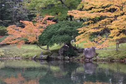 Taxus cuspidata tree beside a lake.