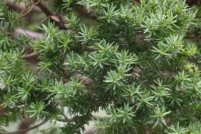 Taxus cuspidata green foliage.