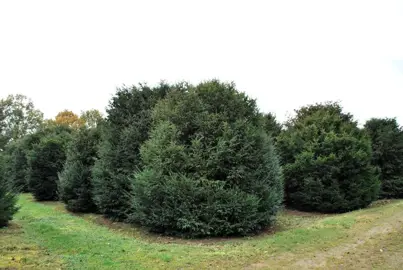 taxus-baccata-2