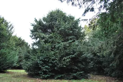 taxus-baccata-3