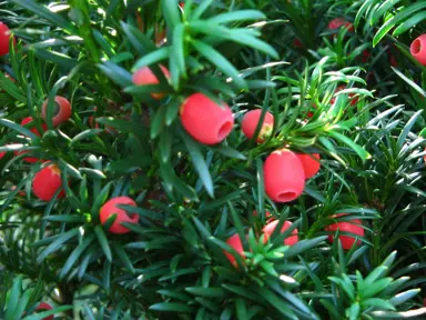 taxus-baccata-4