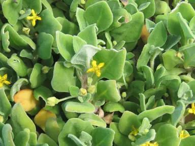 Tetragonia implexicoma plant with yellow flowers.