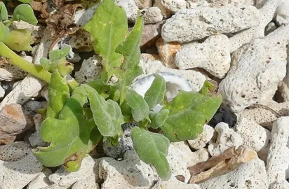 Tetragonia tetragonioides plant growing across stones.