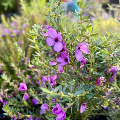 Tetratheca 'Bi-Bells' plant with elegant pink flowers.