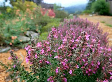 Teucrium chamaedrys shrub with pink flowers.