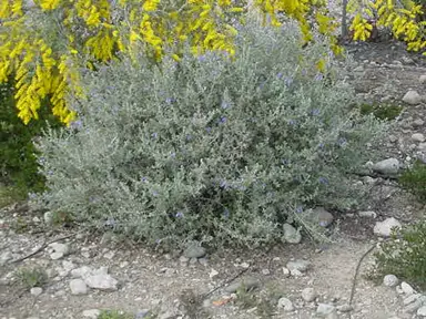 Teucrium fruticans 'Azureum' plant with grey foliage.