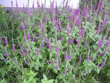 Teucrium hircanicum plants with lush green leaves and pink flowers.