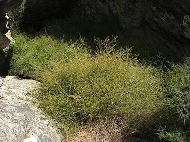 Teucrium parvifolium plant.