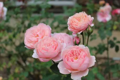 rose-the-alnwick-rose-3