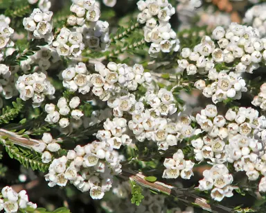 Thryptomene saxicola Alba plant with masses of white flowers.