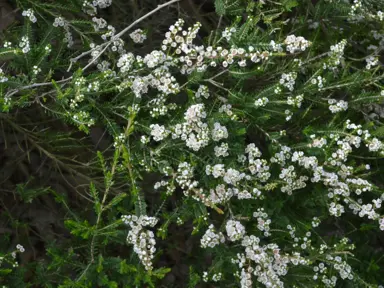 thryptomene-supernova-3