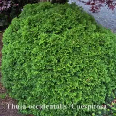 Thuja occidentalis 'Caespitosa' plant.