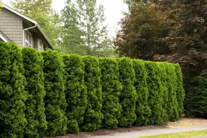 Thuja occidentalis 'Holmstrup' trees with dark green foliage.