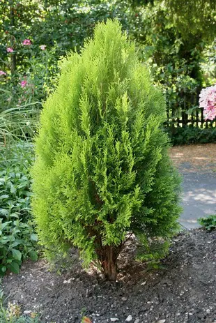 Thuja occidentalis 'Rosedalis' plant with green and yellow foliage.