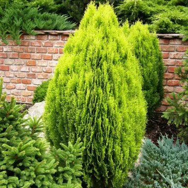 thuja-orientalis-aurea-nana-