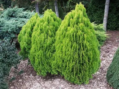 thuja-orientalis-aurea-nana-1