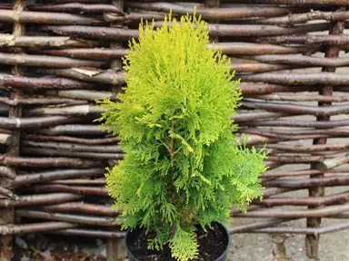 thuja-orientalis-aurea-nana-2