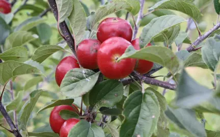 'Thumbelina Candy Crunch' apple fruit.