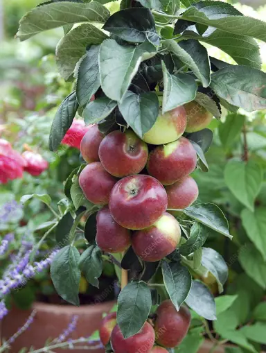 'Thumbelina Golden Crunch' apple fruit.