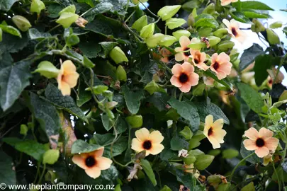 Thunbergia alata with masses of orange flowers and dark green foliage.