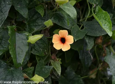 Thunbergia alata orange flower with a dark centre.