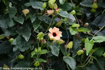 Lush Thunbergia alata plant with an orange flower.