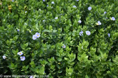 thunbergia-natalensis--1