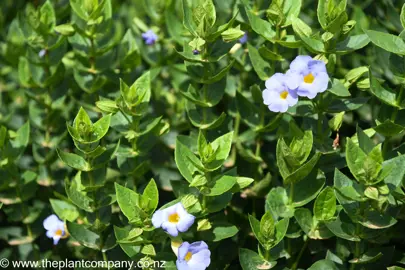 thunbergia-natalensis--2