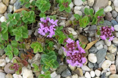 Thymus nummularius plant with pink flowers.