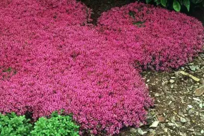 Thymus praecox 'Coccineus' growing as a groundcover with red flowers.