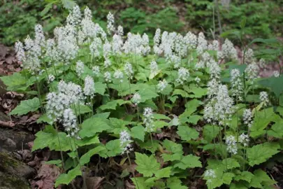 Tiarella cordifolia plant with cream-coloured flowers.