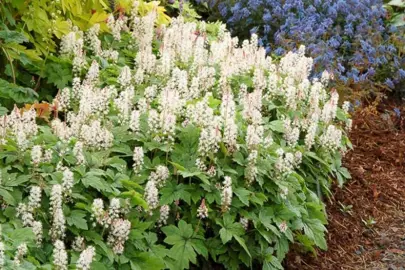 Tiarella 'Crow Feather' plant with cream flowers.