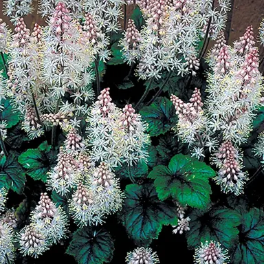 Tiarella 'Dark Eyes' plant.