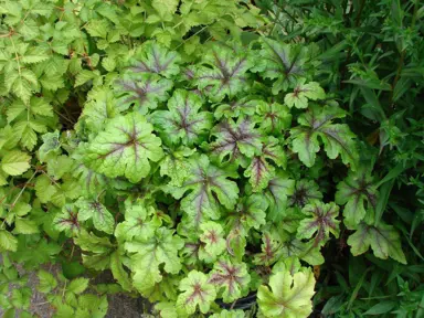 Tiarella Jeepers Creepers plant with variegated foliage.