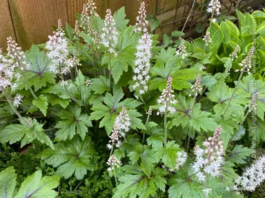 tiarella-neon-lights-1