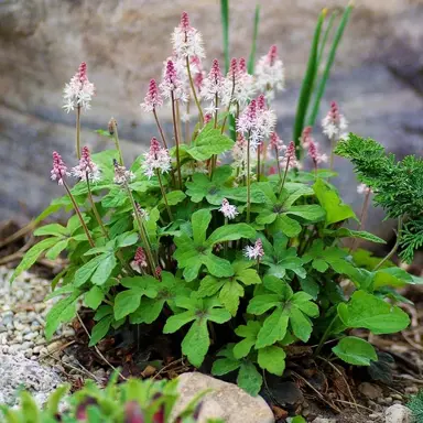 Tiarella 'Pink Skyrocket' plant with pink flowers.