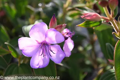 tibouchina-blue-moon-2