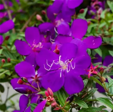 Tibouchina Carol Lyn plant with purple flowers.