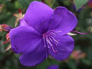 Tibouchina Edwardsii purple flower.