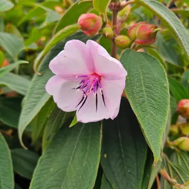 Tibouchina 'Moonstruck' pink flower.